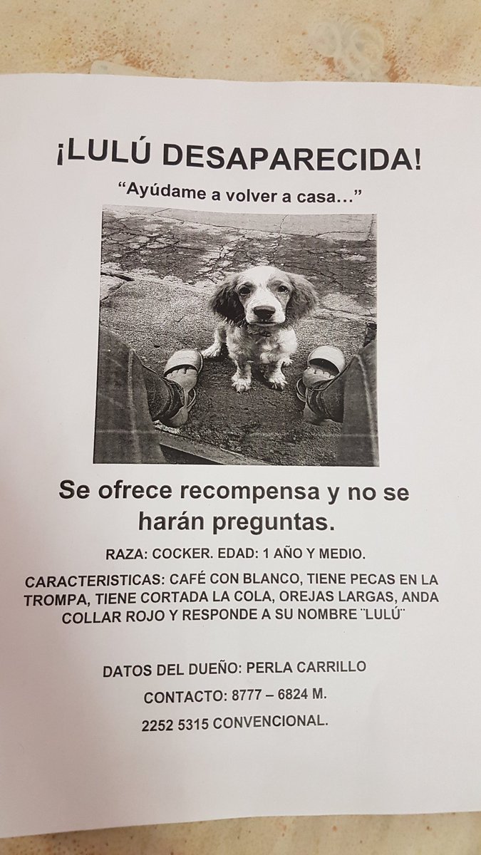 PerlaLevine5's tweet photo. Por favor, Lulú necesita de su tratamiento mensual por su enfermedad😔 Por fa RT💔
#Extraviada #Managua #Ayuda https://t.co/cU064SUjws