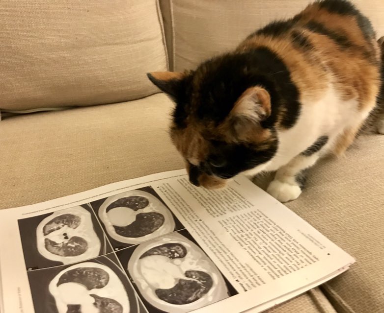 evemariecrane's tweet photo. Eve Crane joining from #nyc! No COI. Gingie was inspired by the beautiful fall evening to open some port. Katja is trying to finish going through the figures first. Excited #pathjc is back! #petsofpathjc https://t.co/fBClnSyEIk