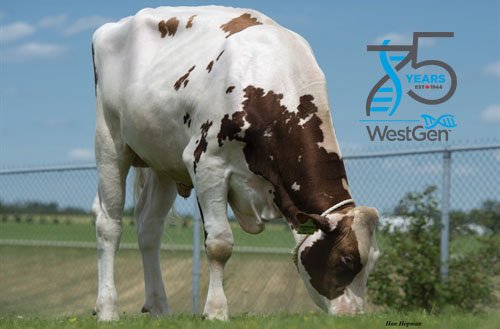 _Westgen photo