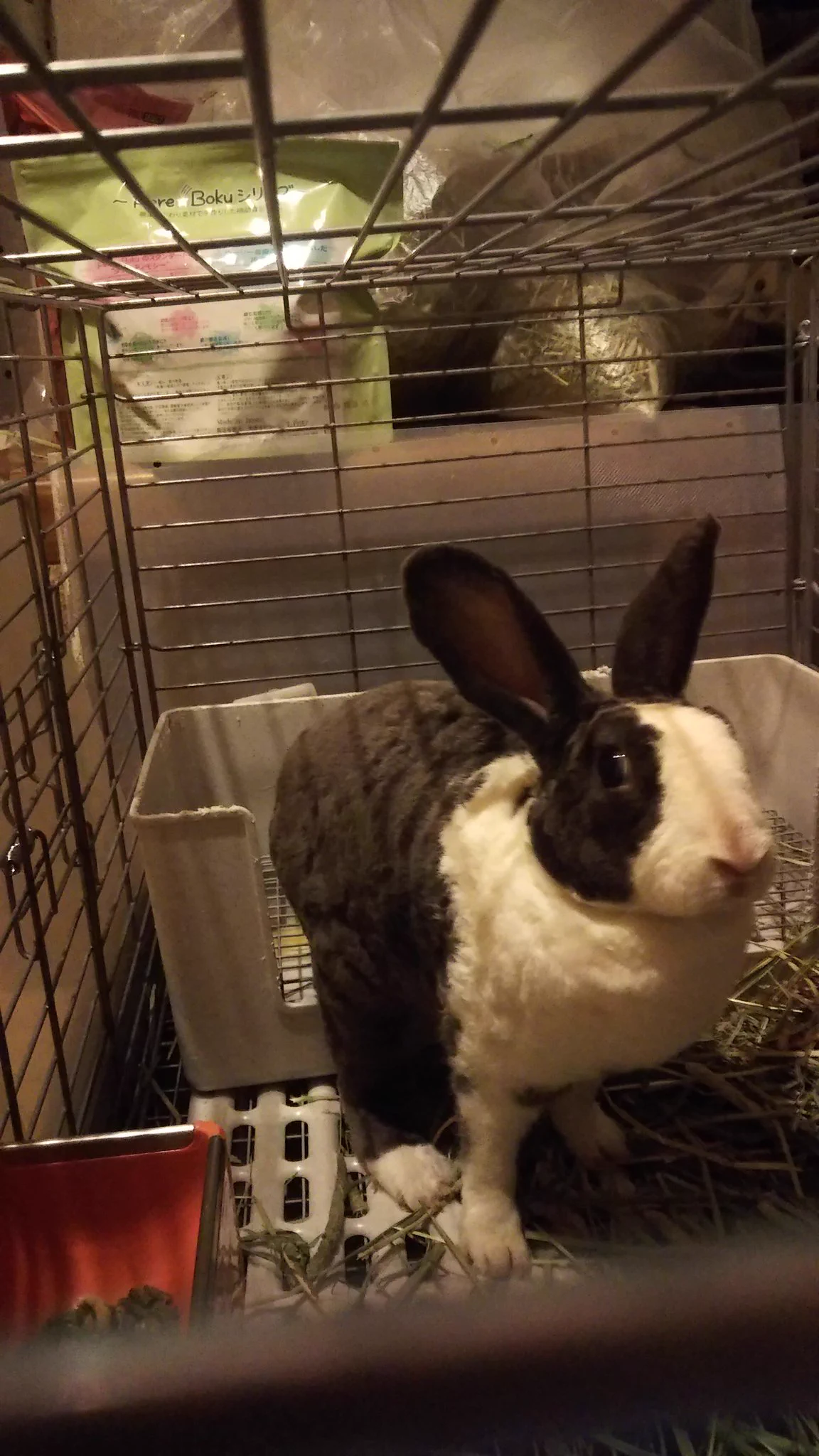 レッキス、毛皮と肉用に品種開発されたんです。だからひげがほとんどない。。写真は我が家で保護中のミニレッキスです。  