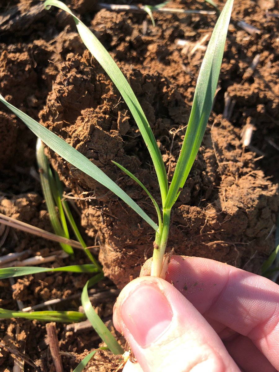 Southern FS Agronomy tweet media