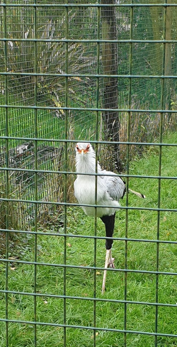 About *15* years ago I used to go to @HawkConservancy as a kid and my absolute favourite was Madeleine the Secretary Bird.

Went back there the other day, and LOOK who is still alive and kicking rubber snakes in the head!! 
#MadeLegend #HissHissGetStomped