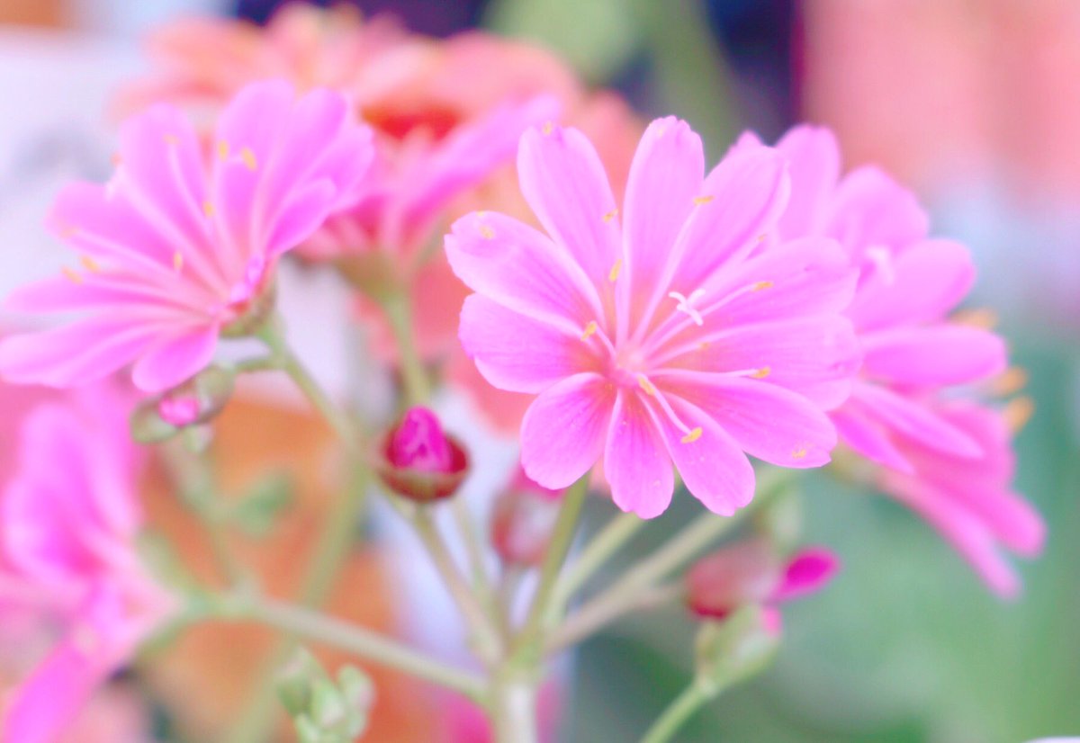 Aimomo Twitterren 美空さん こんばんは 優しいメッセージを ありがとうございます とっても優しい色合いの可愛い お花でした