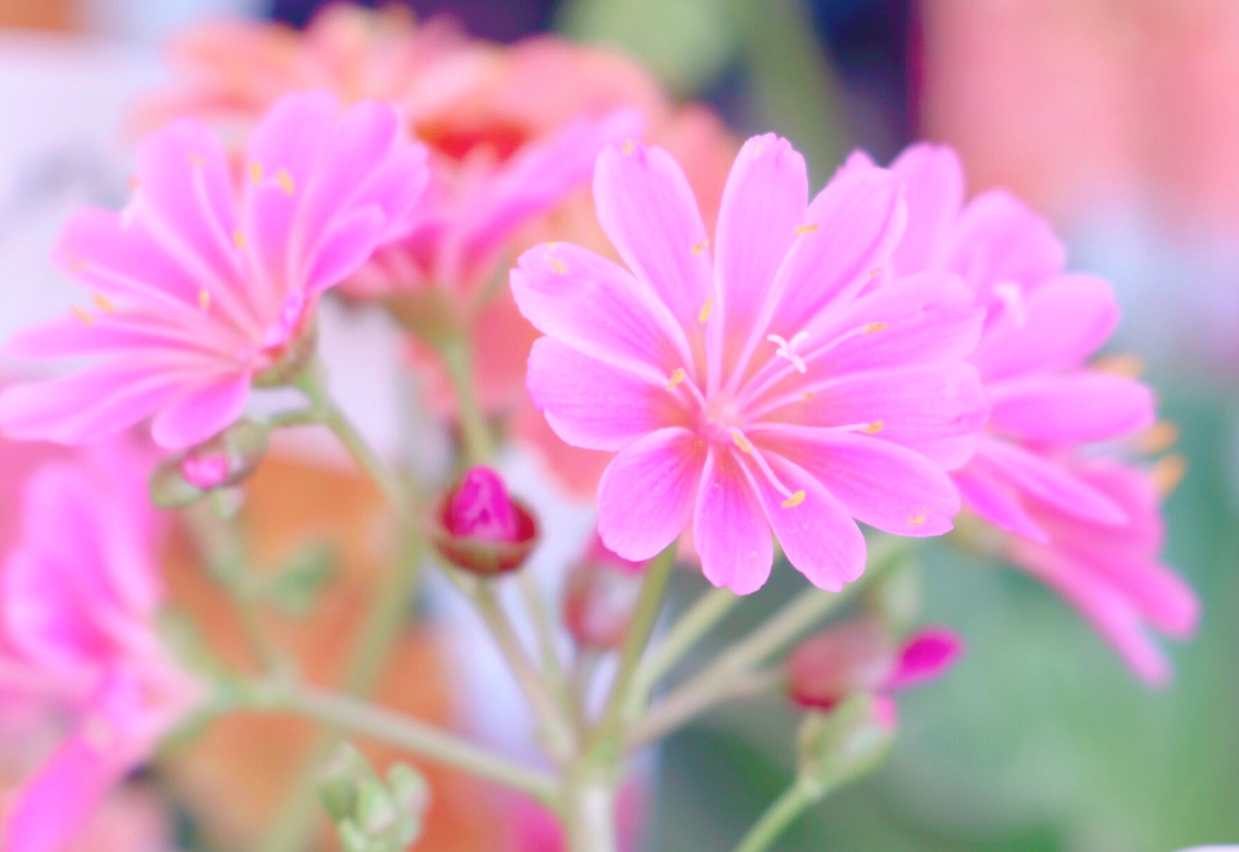 可愛い花 Twitter Search Twitter