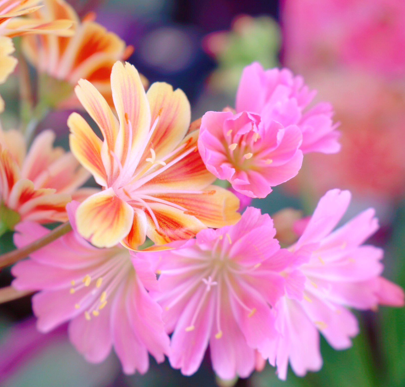 可愛い花 Twitter Search Twitter