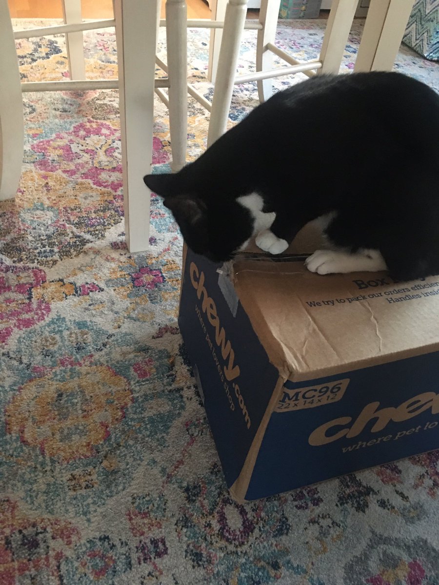 CavalierLibby's tweet photo. @Chewy tell my mom OPEN THE BOX... ok forget it ILL DO IT! #givememystuff #ismelltreats #CatsOfTwitter #chewykitty #mrbinx #illgetit with my #teeth #claws https://t.co/VN2f1XsNxO