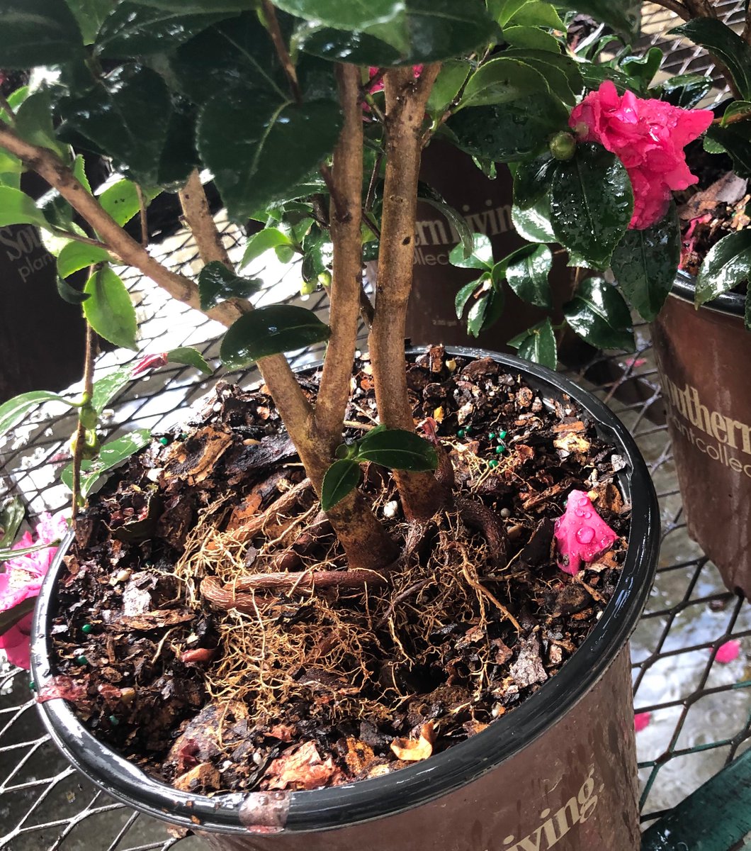 Radio Smuggles tweet media