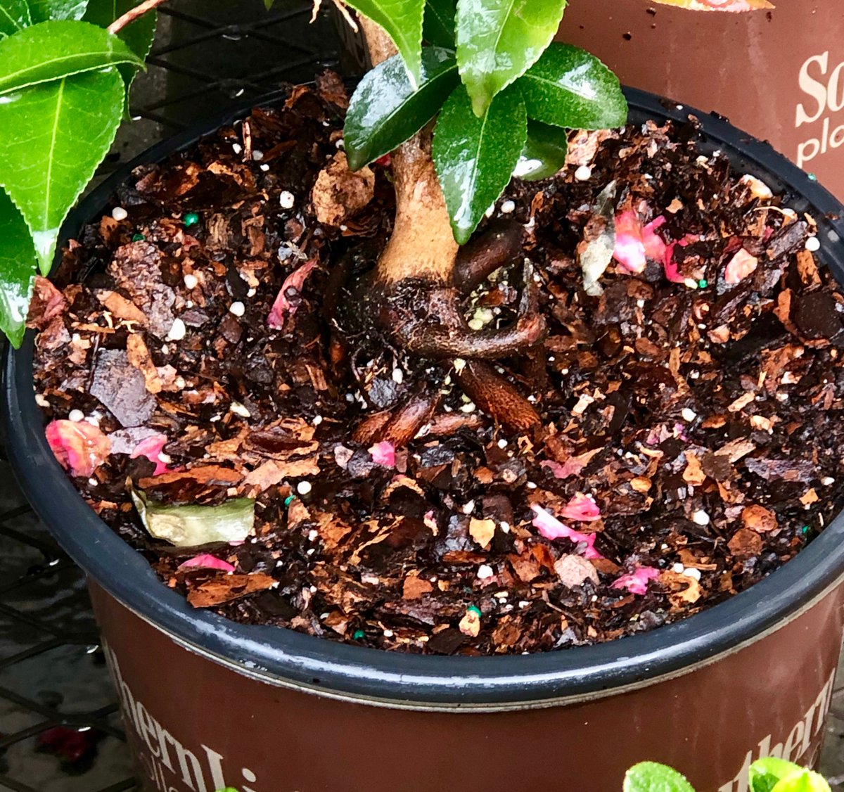 Radio Smuggles tweet media