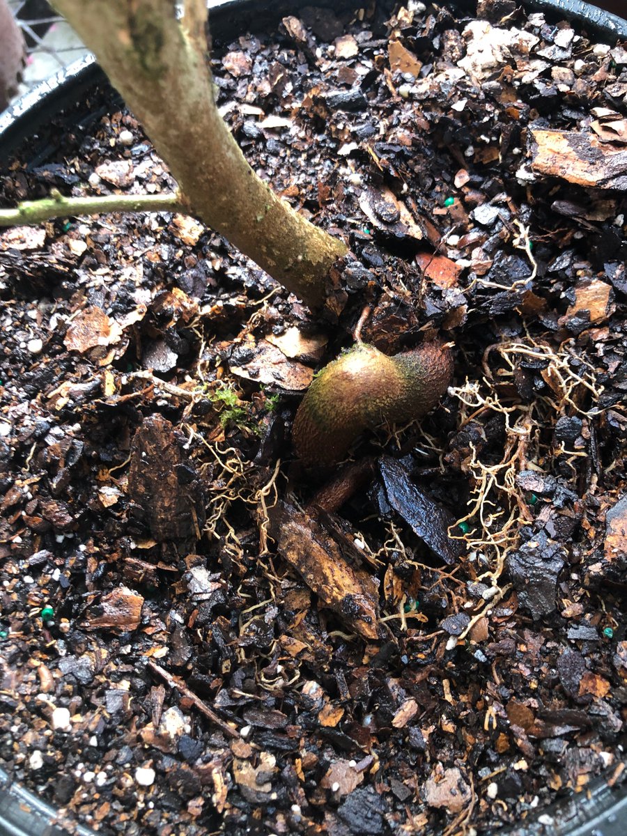 Radio Smuggles tweet media