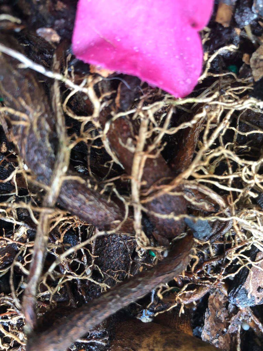 Radio Smuggles tweet media