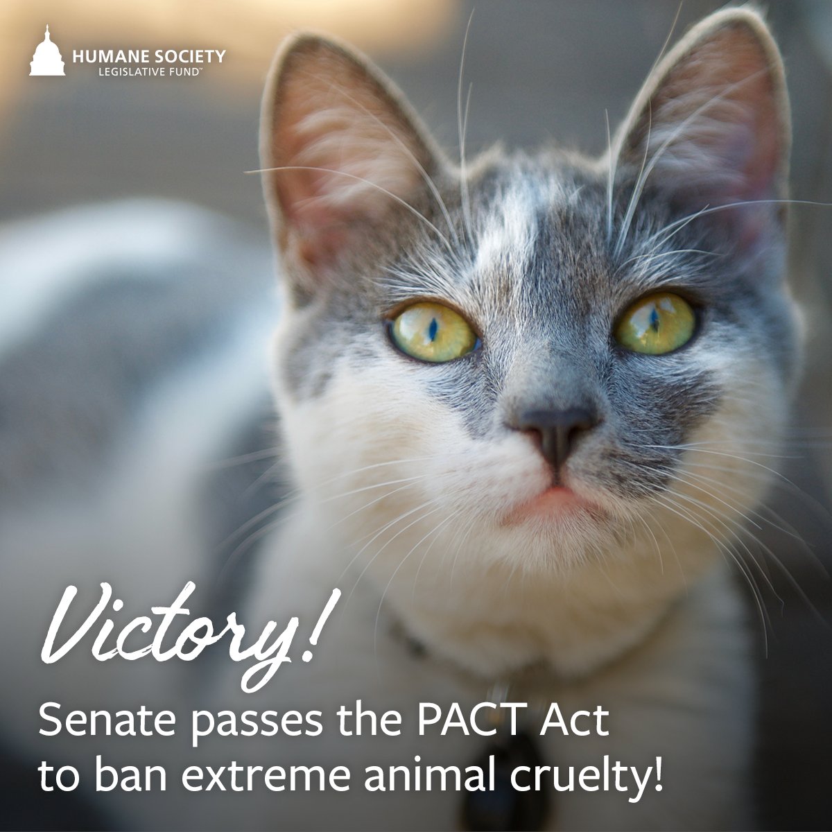 Humane World Action Fund (@humaneactfund) on Twitter photo 🎉VICTORY🎉
The Senate has unanimously passed the PACT Act 2 crack down on some of the most malicious acts of animal cruelty🙌
We now just need <a href="/realDonaldTrump/">Donald J. Trump</a>'s sig 2 finally create a fed anti-cruelty statute & it couldn't have happened w/o YOU🐶🐱🐾
bit.ly/32kWlRA 🎉VICTORY🎉
The Senate has unanimously passed the PACT Act 2 crack down on some of the most malicious acts of animal cruelty🙌
We now just need <a href="/realDonaldTrump/">Donald J. Trump</a>'s sig 2 finally create a fed anti-cruelty statute & it couldn't have happened w/o YOU🐶🐱🐾
bit.ly/32kWlRA
