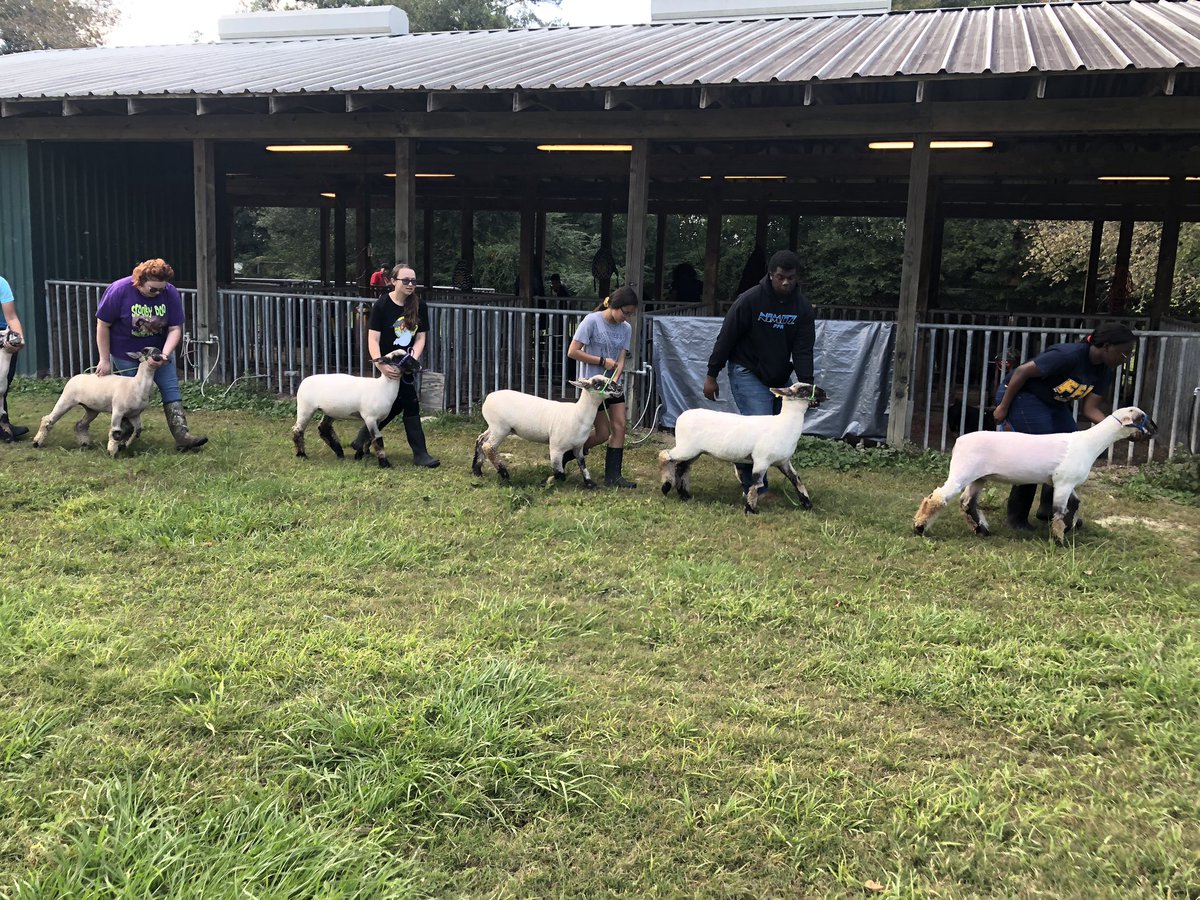 313_MsSippy's tweet image. A successful day of showmanship practice for lambs #perfectpractice #perfectperformance @NimitzHS_AISD @Nimitz9_AISD @AldineCTE