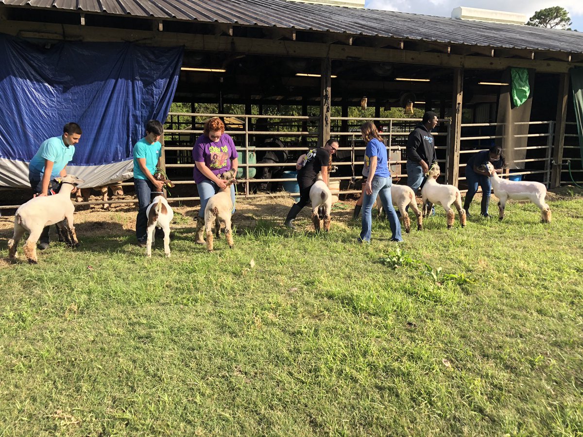 313_MsSippy's tweet image. A successful day of showmanship practice for lambs #perfectpractice #perfectperformance @NimitzHS_AISD @Nimitz9_AISD @AldineCTE