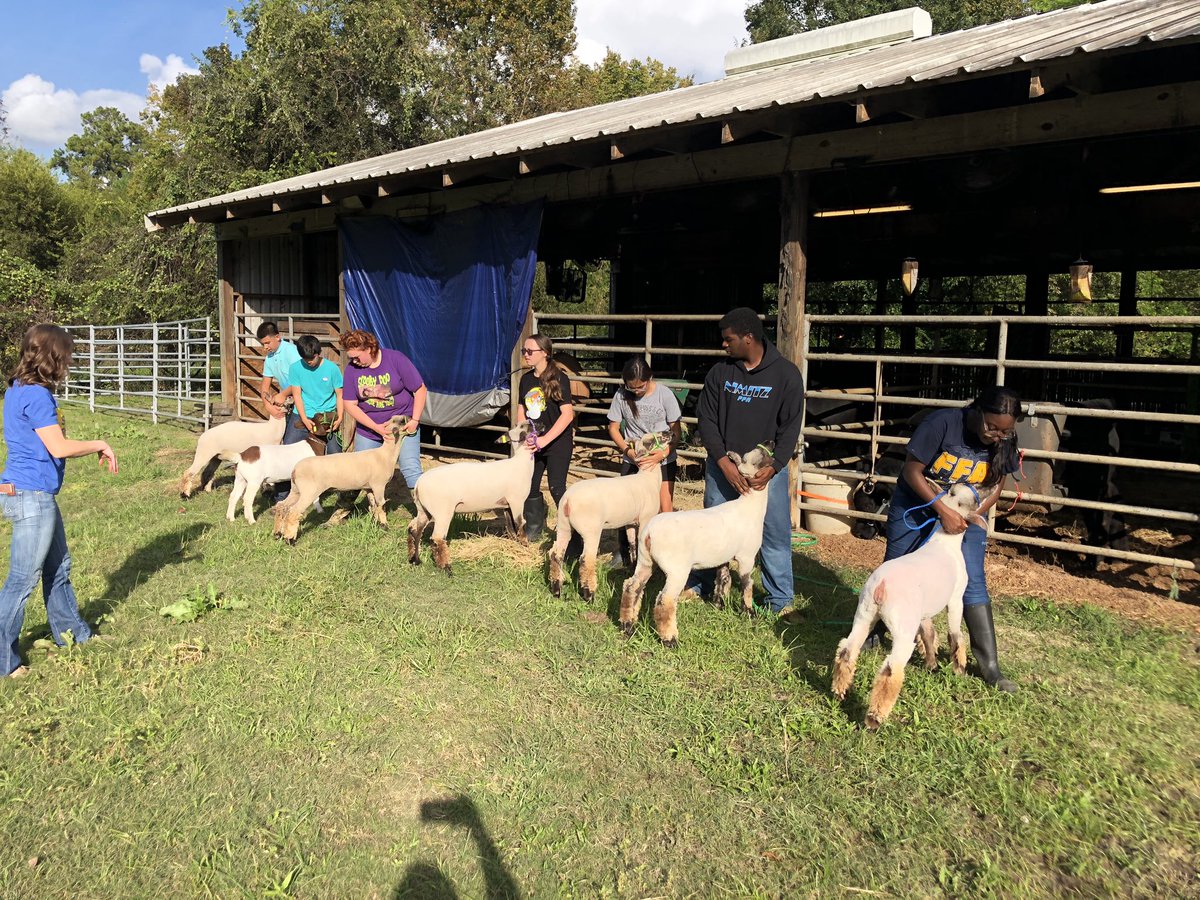 313_MsSippy's tweet image. A successful day of showmanship practice for lambs #perfectpractice #perfectperformance @NimitzHS_AISD @Nimitz9_AISD @AldineCTE