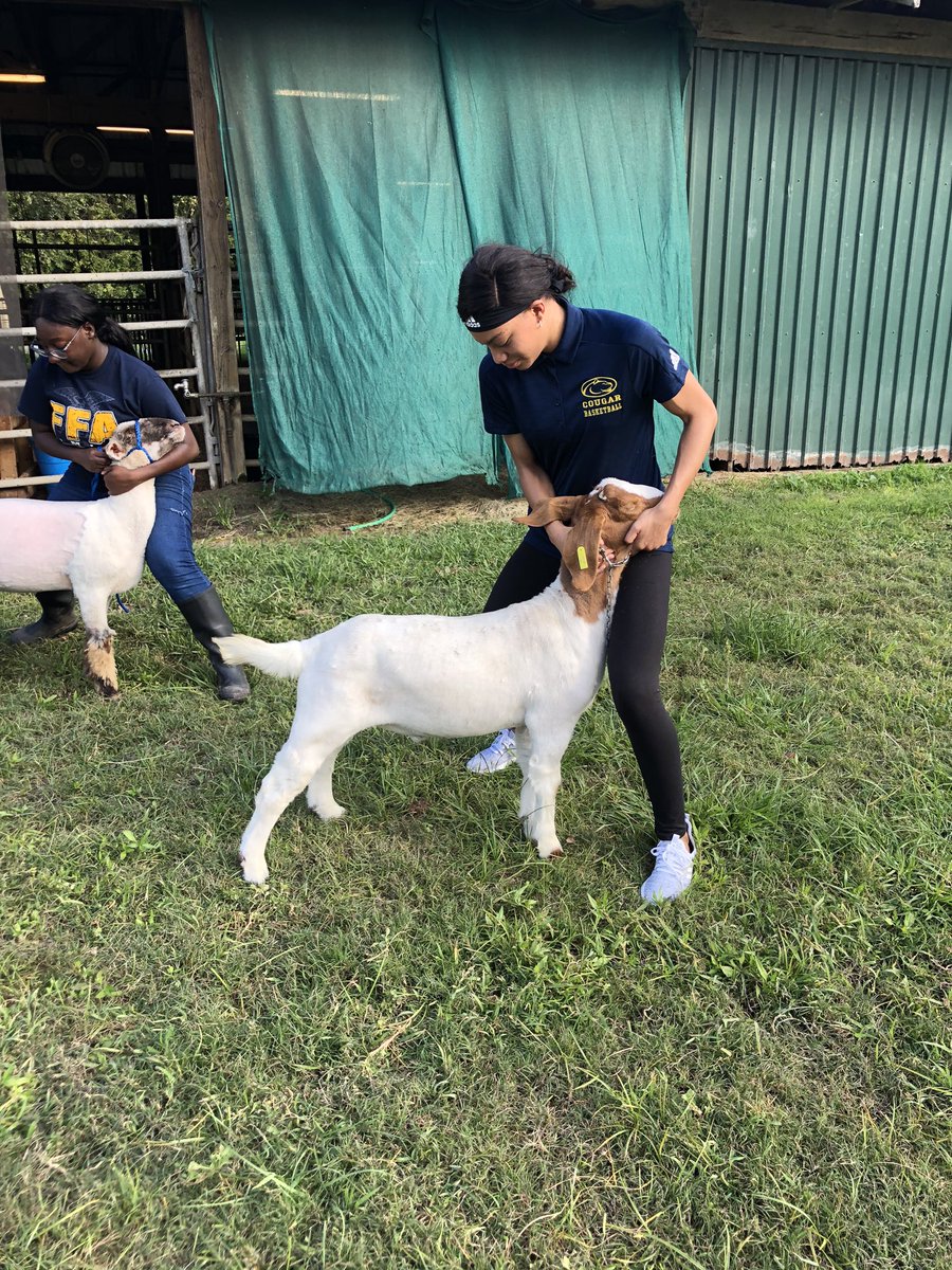 313_MsSippy's tweet image. A successful day of showmanship practice for lambs #perfectpractice #perfectperformance @NimitzHS_AISD @Nimitz9_AISD @AldineCTE