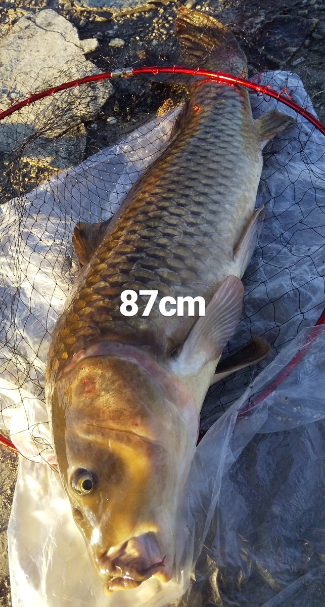 Tune ほぼ１ヶ月ぶりでしたがなかなか元気な鯉ちゃんでした 城北ワンド 鯉釣り 淀川ワンド パンで鯉釣り パジェロ