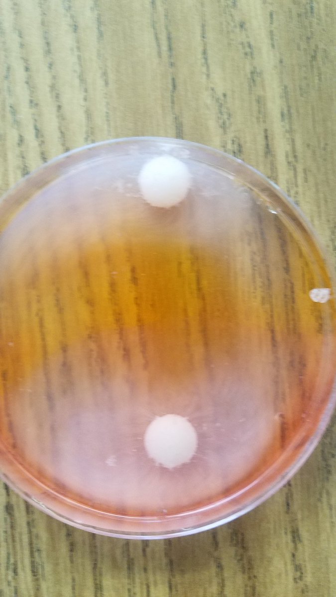 bekper's tweet photo. Day two discussing items that are water soluable. Funny to see almost the entire Skittle dissolve, but the letter "S" did not.  Made us wonder... What is that letter S made of!?! 🤔 @CitrusParkES @HCPSElemScience @HCPSArea2 @HCPSElemScience https://t.co/sq9nUKZYML