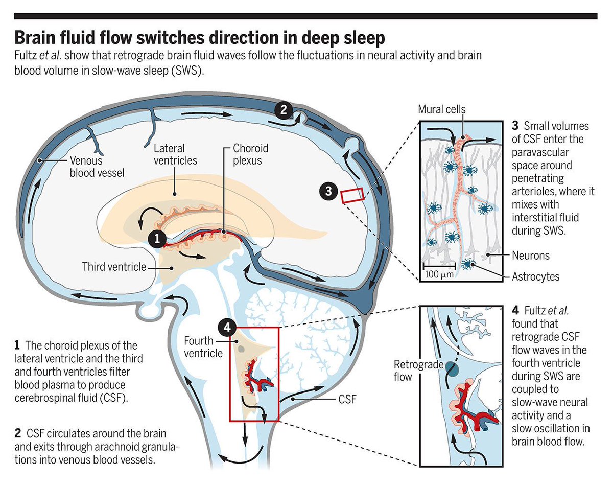 Rhythmic fluid flows in deep sleep may allow communication and clearance of waste products, according to new research. Read more in this #SciMagPerspective: ($) fcld.ly/55jqu6s #Neuroscience