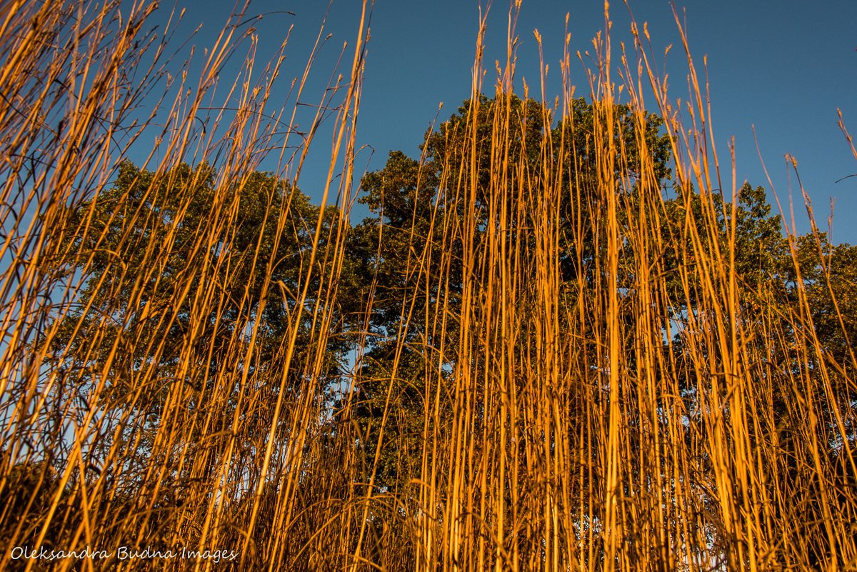 LesyaBudna's tweet photo. DYK southern Ontario used to be home to a variety of habitats but today less than 0.5% of original tallgrass prairies and oak savanna remain? @OjibwayPark in Windsor is a great place to learn about these important ecosystems, also a great place for a walk https://t.co/x921wTrAFv https://t.co/5xl6Be7HOb