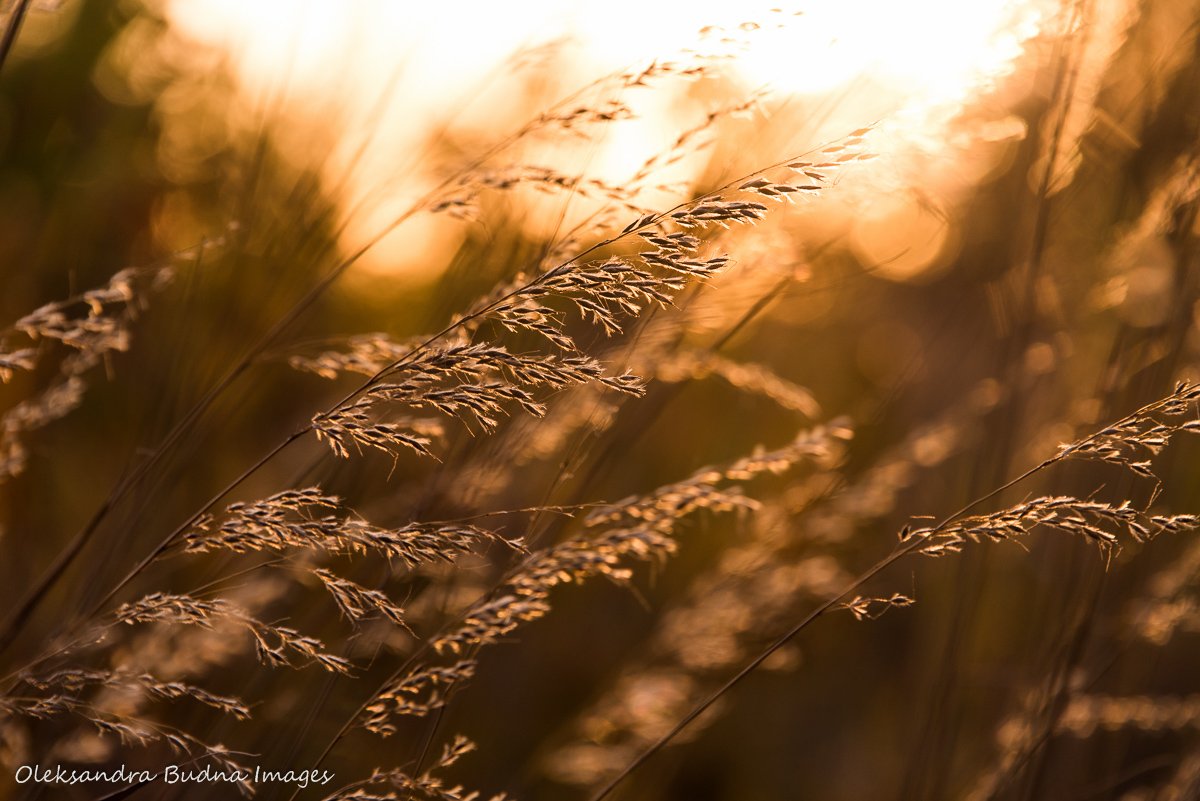 DYK southern Ontario used to be home to a variety of habitats but today less than 0.5% of original tallgrass prairies and oak savanna remain? @OjibwayPark in Windsor is a great place to learn about these important ecosystems, also a great place for a walk gonecamping.blog/2019/11/04/in-…