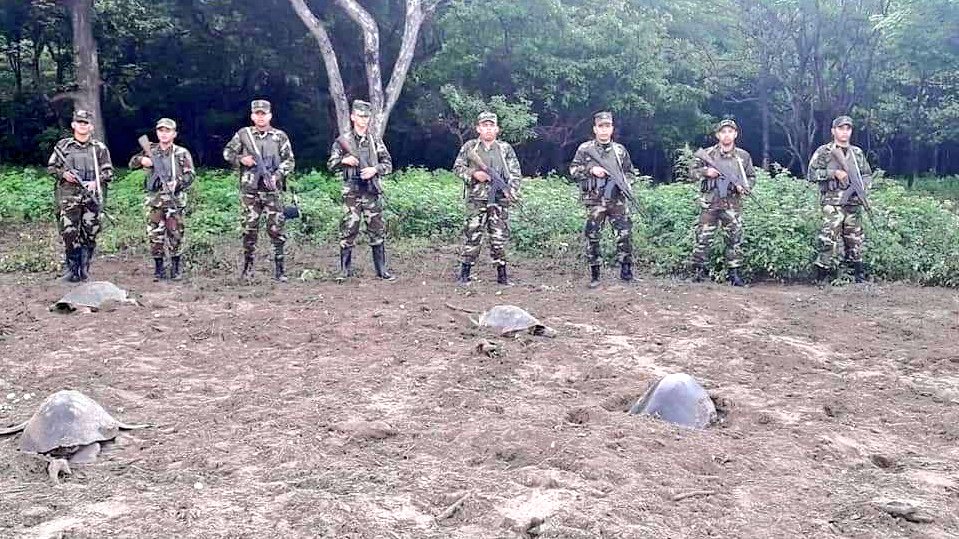 resistenciadn's tweet photo. Nuestro ejército, cuidando a las tortuguitas 😍 https://t.co/AS1I1po5sY