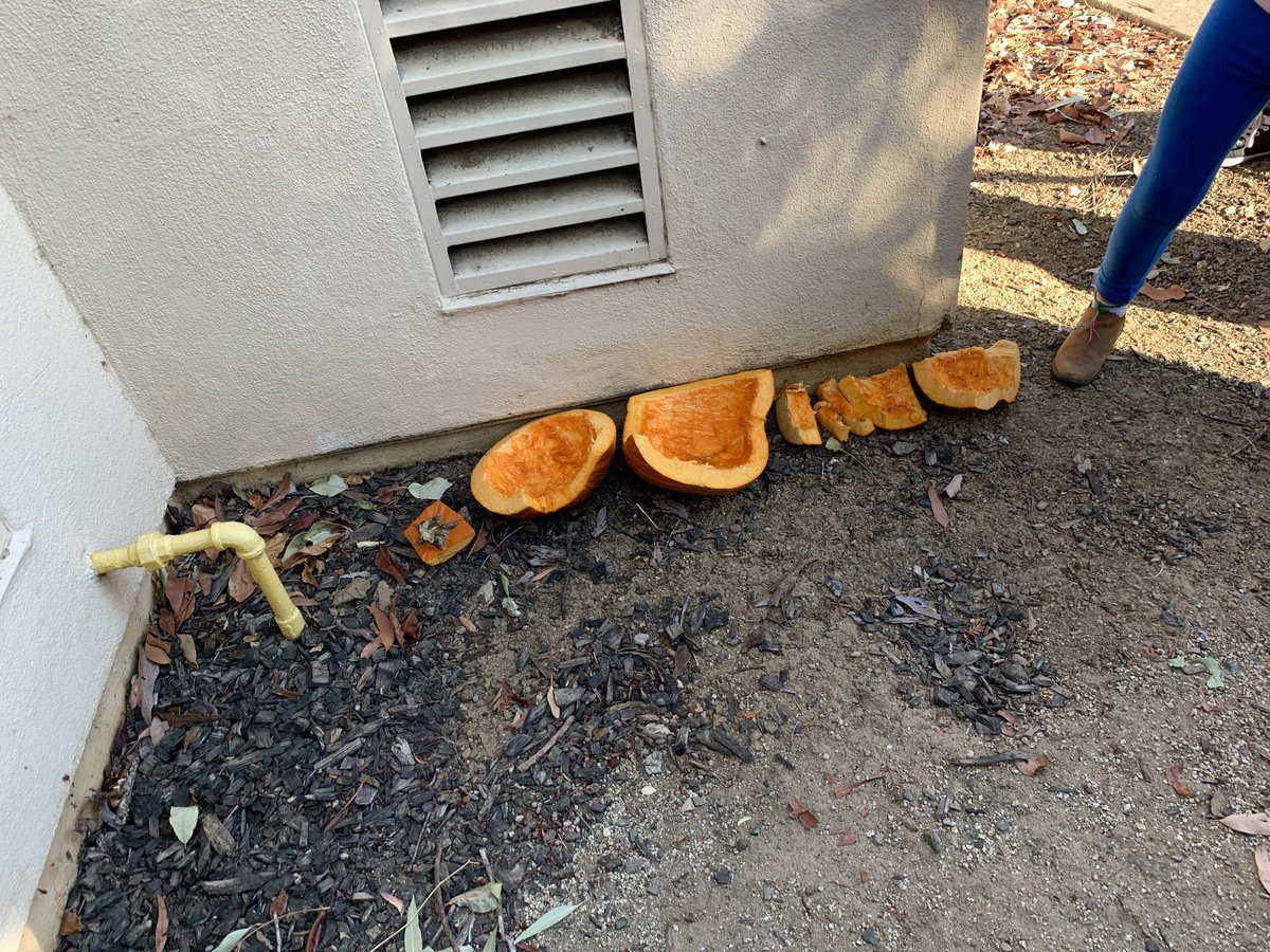 MrReedsLions's tweet photo. What better way to continue fall and the harvest by dissecting a pumpkin.  Some much inquiry and questions. #ickyscienceisthebestscience #stem #1stchat #2ndchat https://t.co/5suxMhQoHw