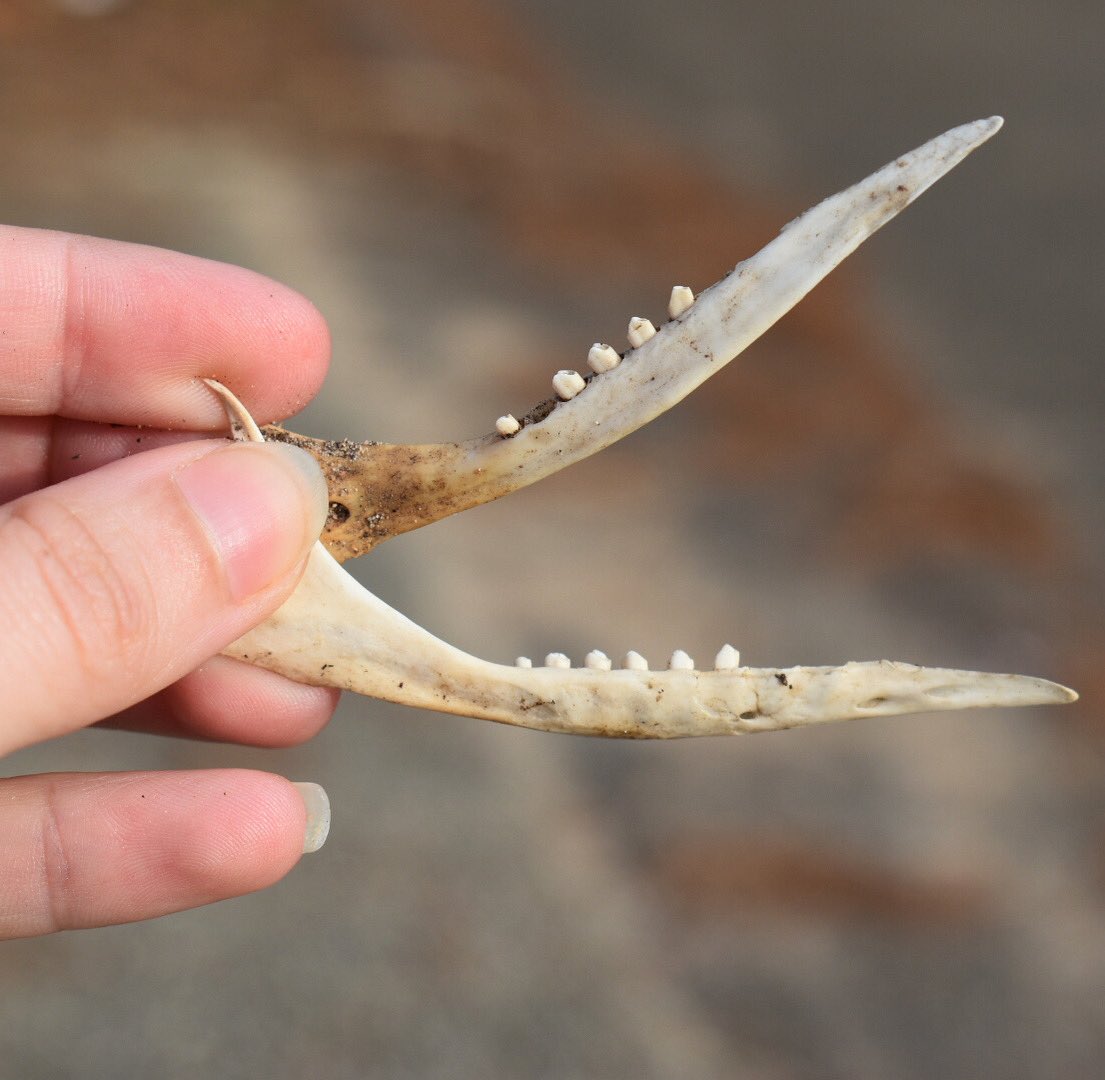 BarelyBonesBtq's tweet photo. Cute #teeth are cute. Do you know who these #jawbones belonged to? https://t.co/B0gVFPBL2H