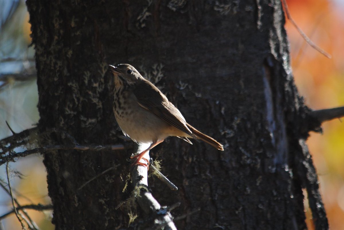 This Hermit Thrush was a pleasant surprise on the trail at the end of a 10K walk #hermitthrush  #nature #walking #hiking #birds #birding