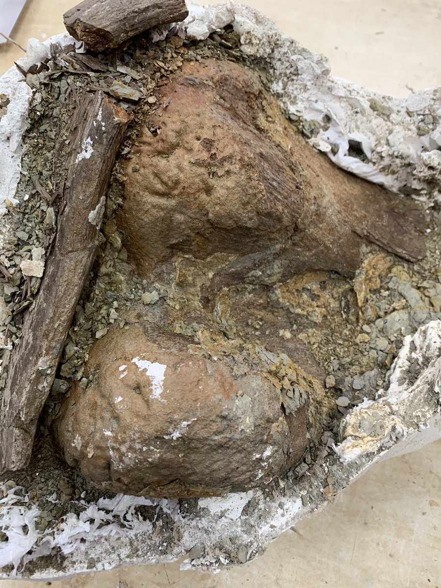 poldiego's tweet photo. Distal femur emerging from the jacket in the prep lab https://t.co/HRilI05eBv