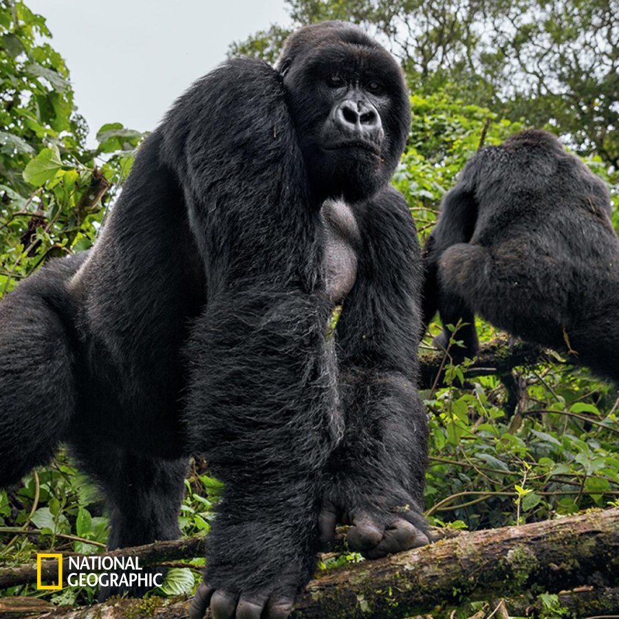 #NG오늘의포토

비룽가 국립공원의 듬직한 고릴라입니다.