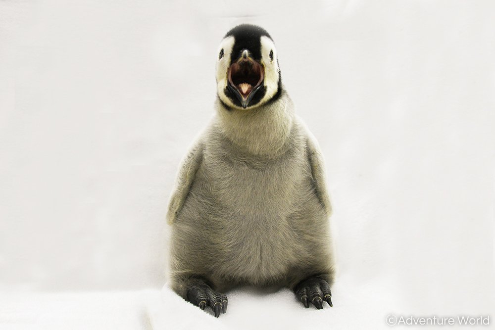 アドベンチャーワールド 公式 En Twitter 10月1日に誕生したエンペラーペンギンの赤ちゃんは 生後1カ月を迎え すくすくと成長中 現在 ペンギン王国1階で過ごしていますが もう少し大きくなり体力がついたら ふたたび親元に返す予定です ふわふわでかわいい姿をお