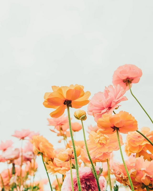 theBloomi's tweet image. "Every flower blooms at a different pace." - Suzy Kassem 🌸 Just a reminder you are exactly where you need to be. Embrace it all. 🌸 #womensupportingwomen⠀⠀⠀⠀⠀⠀⠀⠀⠀
⠀⠀⠀⠀⠀⠀⠀⠀⠀
📸: @ArielleVey #BeYourCEO #Bloomi #Womxn