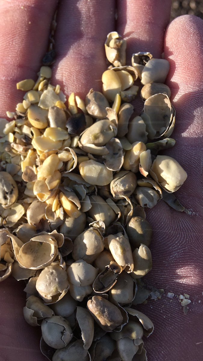 Low tannin Fava Bean screenings and hulls for sale! Makes great feed- good protein! Contact us for more info