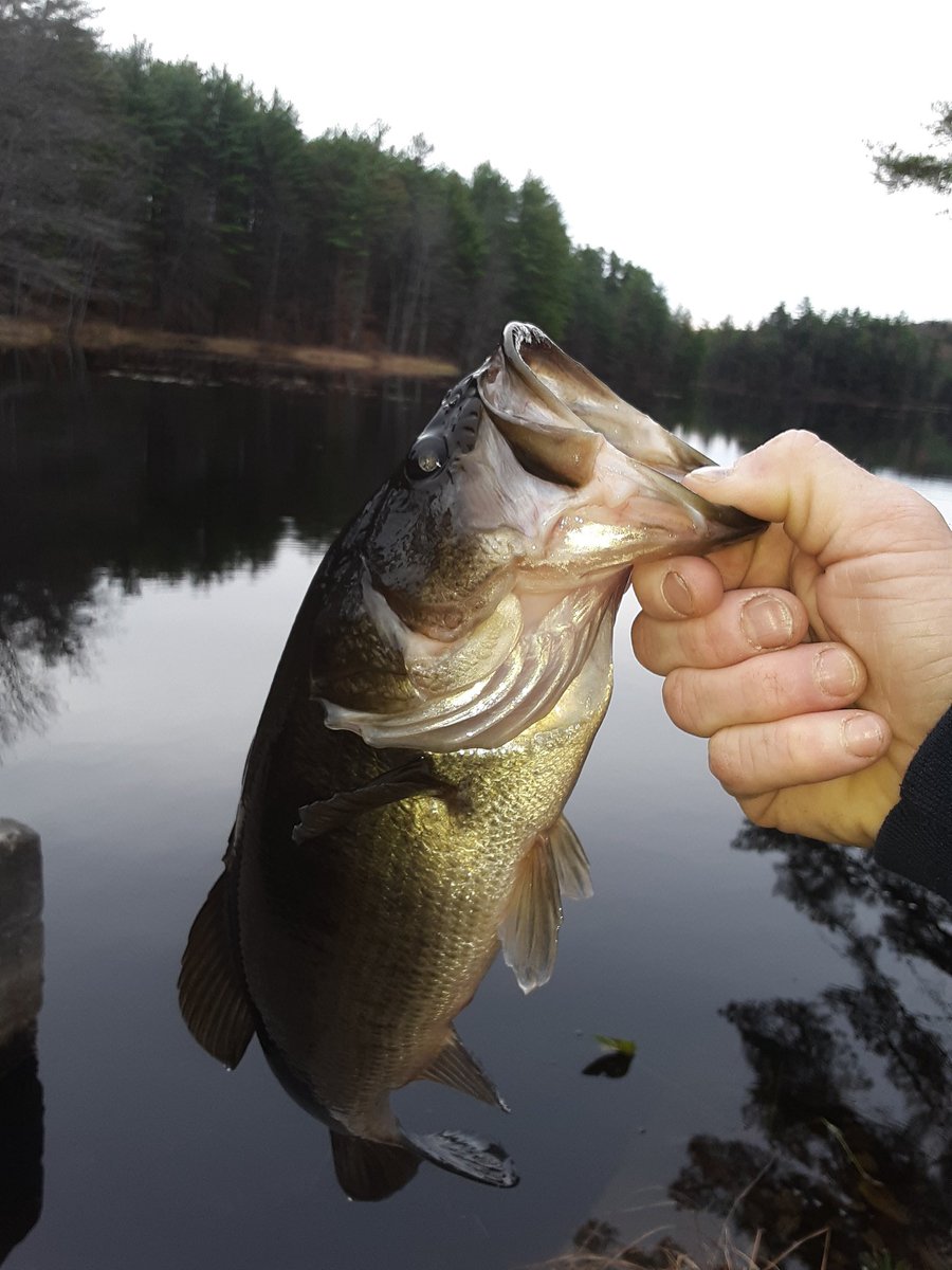 GammonChuck's tweet image. First cast this morning.  40°