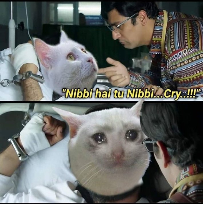 Rahul63011865's tweet image. Nibbi is back😂
#Memes #nibbimemes #memesdaily #lol #cats #fun #lmao #entertainment