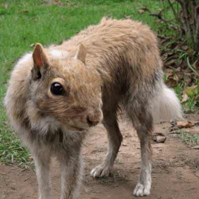SquirrelDog1104's tweet photo. #NewProfilePic https://t.co/Qp7fJhRlbY