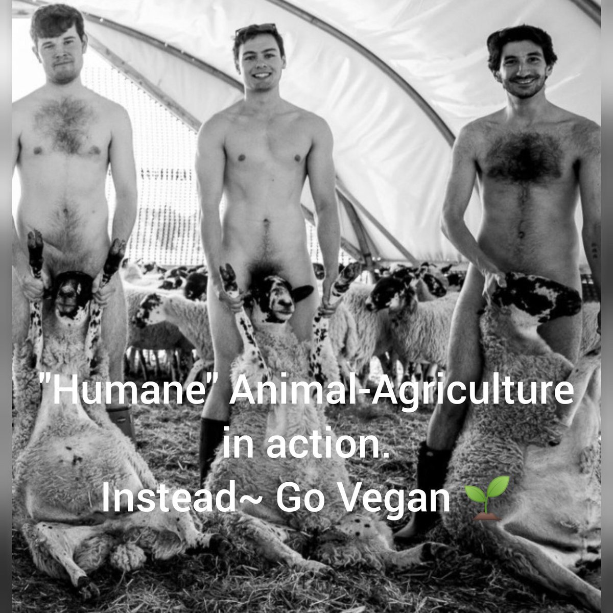 GrampaYour's tweet photo. #MaybeIWasWrong to think there is such a thing as "Humane Animal-Products". 😶
Uhh. #GoVegan 🌱 https://t.co/DktSkwWNoC