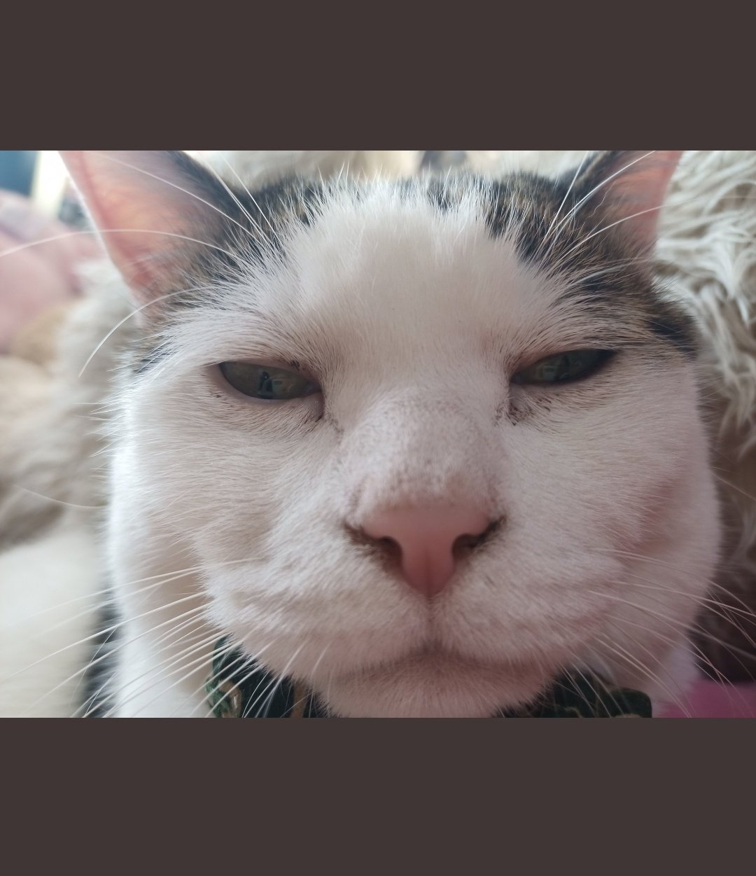 猫びより Twitterren 疲れている原因一覧表 就寝中 体重7キロの猫が胸部を圧迫しっぱなし 体重7キロの猫がかわいい T Co 4kt3ayboeb Twitter
