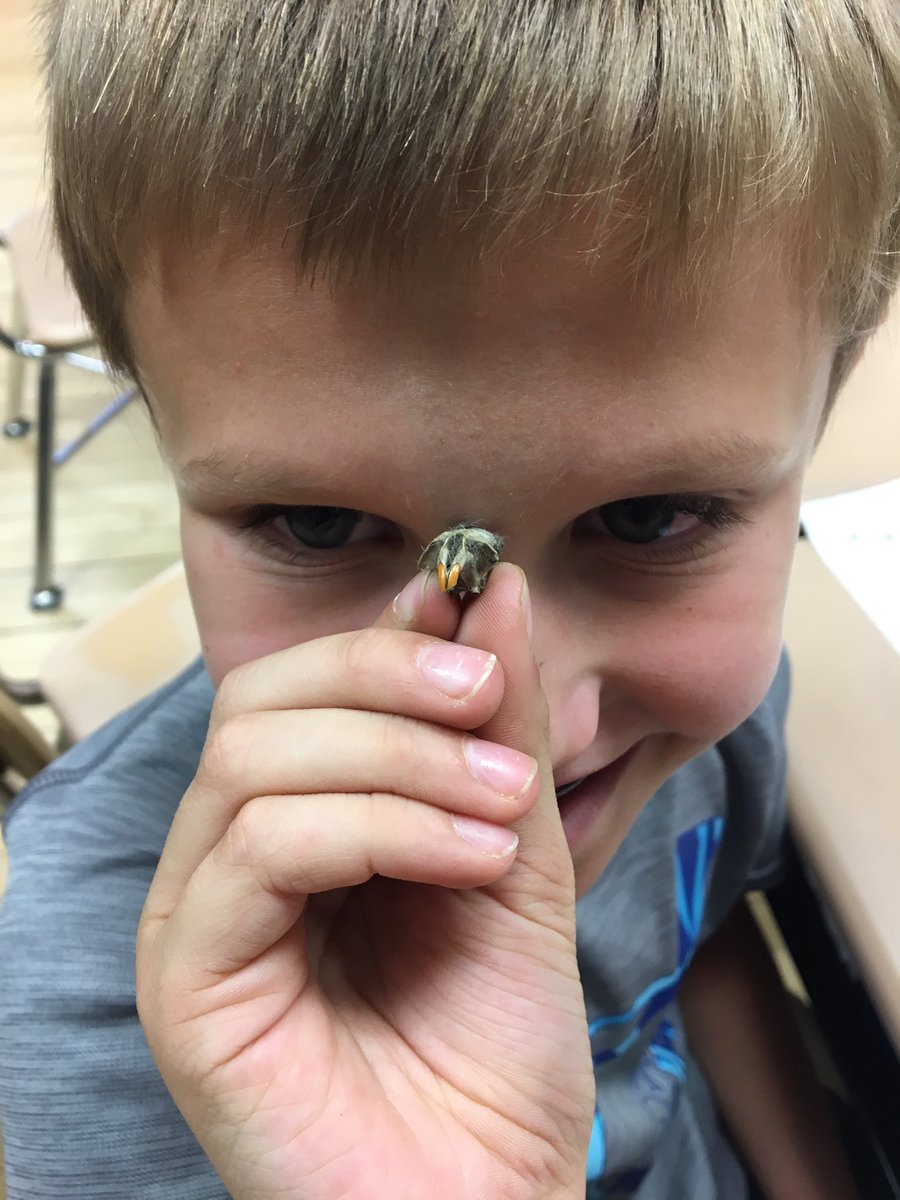 Post-Owl Pellet Investigation... This is cool! Look what I found! @wescullman @PrincipalPage @CullmanSuper @AMSTI_Athens #weststory #owlpellets #scienceiscool