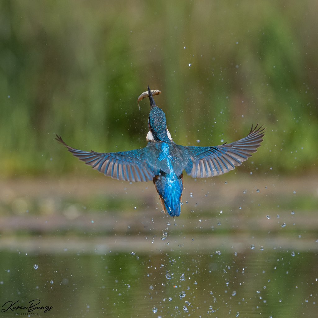 RT @karenebangs: Some kingfisher action shots from the Summer. These birds are both beautiful and quick! @Natures_Voice @wildlife_uk @BBCEarth @BBCSpringwatch @WildlifeMag @BBCCountryfile