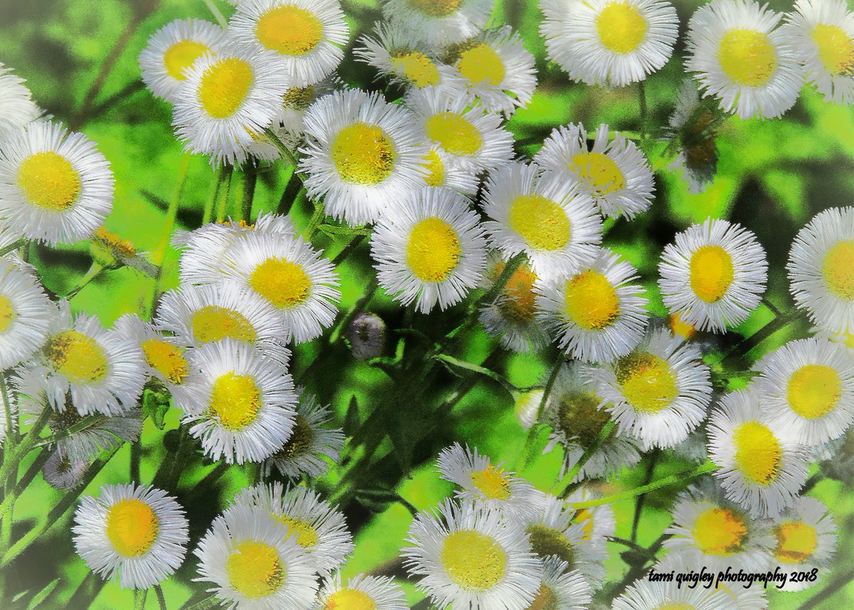 tamitrailscapes's tweet photo. Daisy Dreams https://t.co/C3qHKF5qU5 #WednesdayWisdom #WildDaisy #wildflowers #nature #natureart #NaturePhotography #Pixels #fresh #onlinestore #giftidea #Pennsylvania #new #artforsale #LehighValleyPhotography #Abstract #prints #apparel #walldecor #wallart #stationery #posters https://t.co/Qq4osn9Zhn