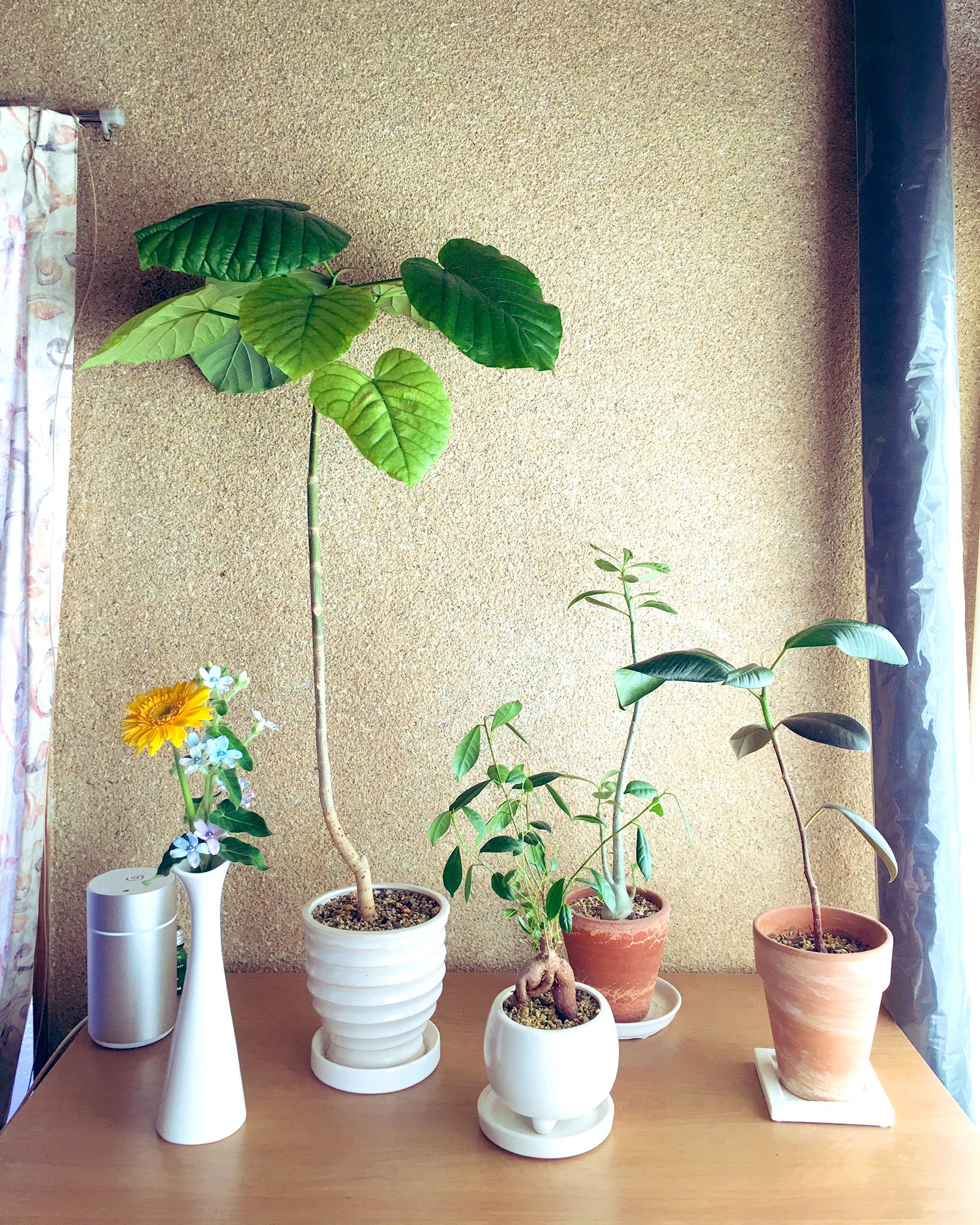100均植物 Twitter Search Twitter