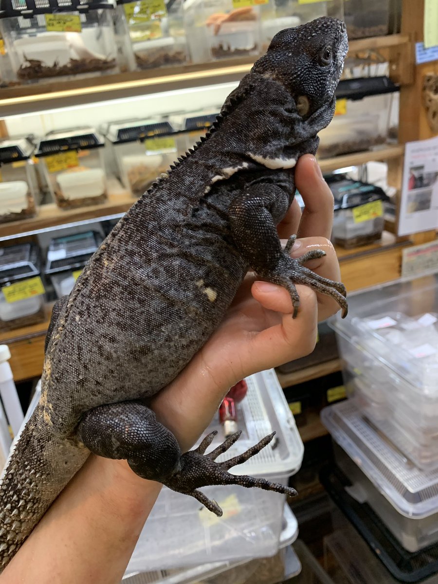 お値下げ❣️バンブルビー イグアナ親子 全長 25cm 【公式通販】