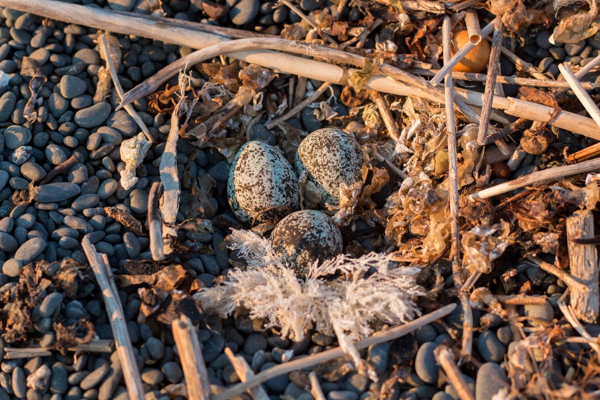 Banded Dotterel for Bird of the Year tweet media