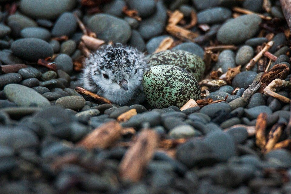 Banded Dotterel for Bird of the Year tweet media