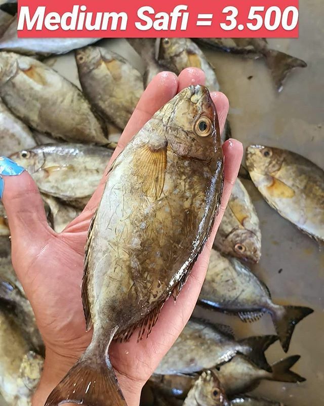 FishTransporter's tweet photo. Call / Whatsapp  اتصل / واتساب
35403474
35403474

توصيل اسماك طازجة لجميع مناطق البحرين بدينار ونصف فقط، توصيل مجاني لجميع الطلبات  ١٠ كيلو+ 
We deliver Fresh Fish to anywhere in Bahrain for 1.5BD only, free delivery for orders 10kg+

تنويه:
- السعر قابل… https://t.co/ROlwqgJS9c https://t.co/jkz9n5YIzE
