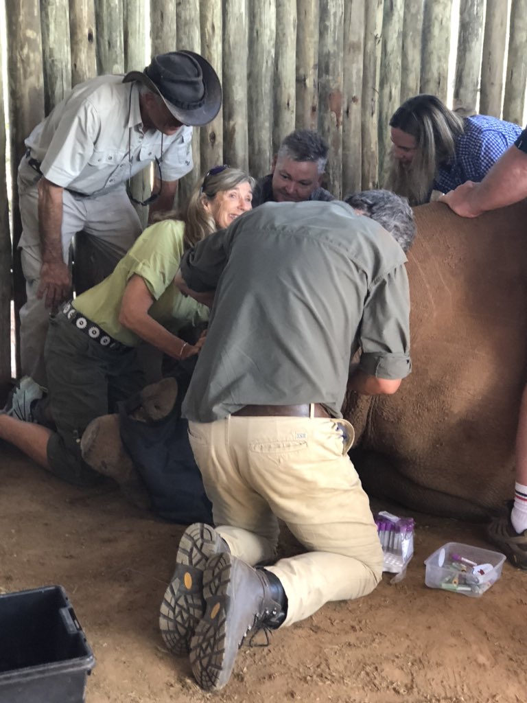 RobinGanzert's tweet photo. Had the most amazing morning working with @JungleJackHanna and rhino wrangler @Brettbarlow1 for a medical check of #Munu the rare black rhino.  What a day being up close with this majestic creature! @MantisGroup #FoundersLodge #rhino @AmericanHumane #gratitude https://t.co/M7LfIhmRgd