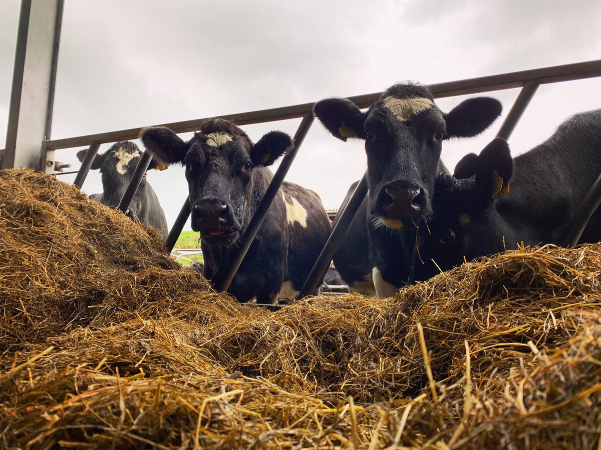 The cows are in today for the first time this autumn! With a bit of luck the sun will be out this weekend and they can get back to grazing the good stuff! ☘️🌱 🌞