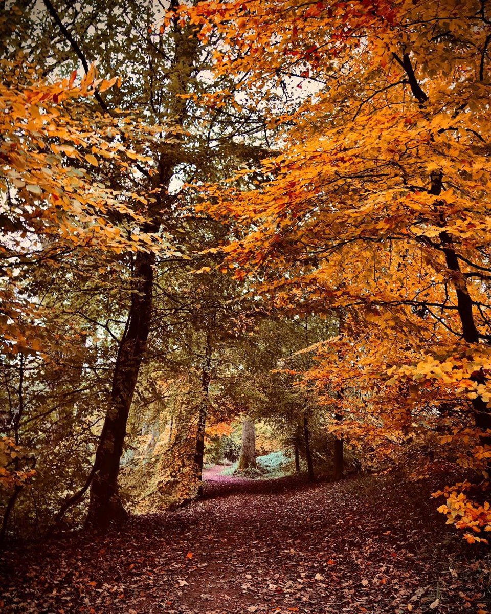 Autumn still going strong in #Sheffield- providing colour even on the greyest of days! Beautiful shot captured here by @ryanmarcbradley in Whiteley Woods, one of the city’s ancient woodlands out along the Porter Valley. 🍂💪 @theoutdoorcity