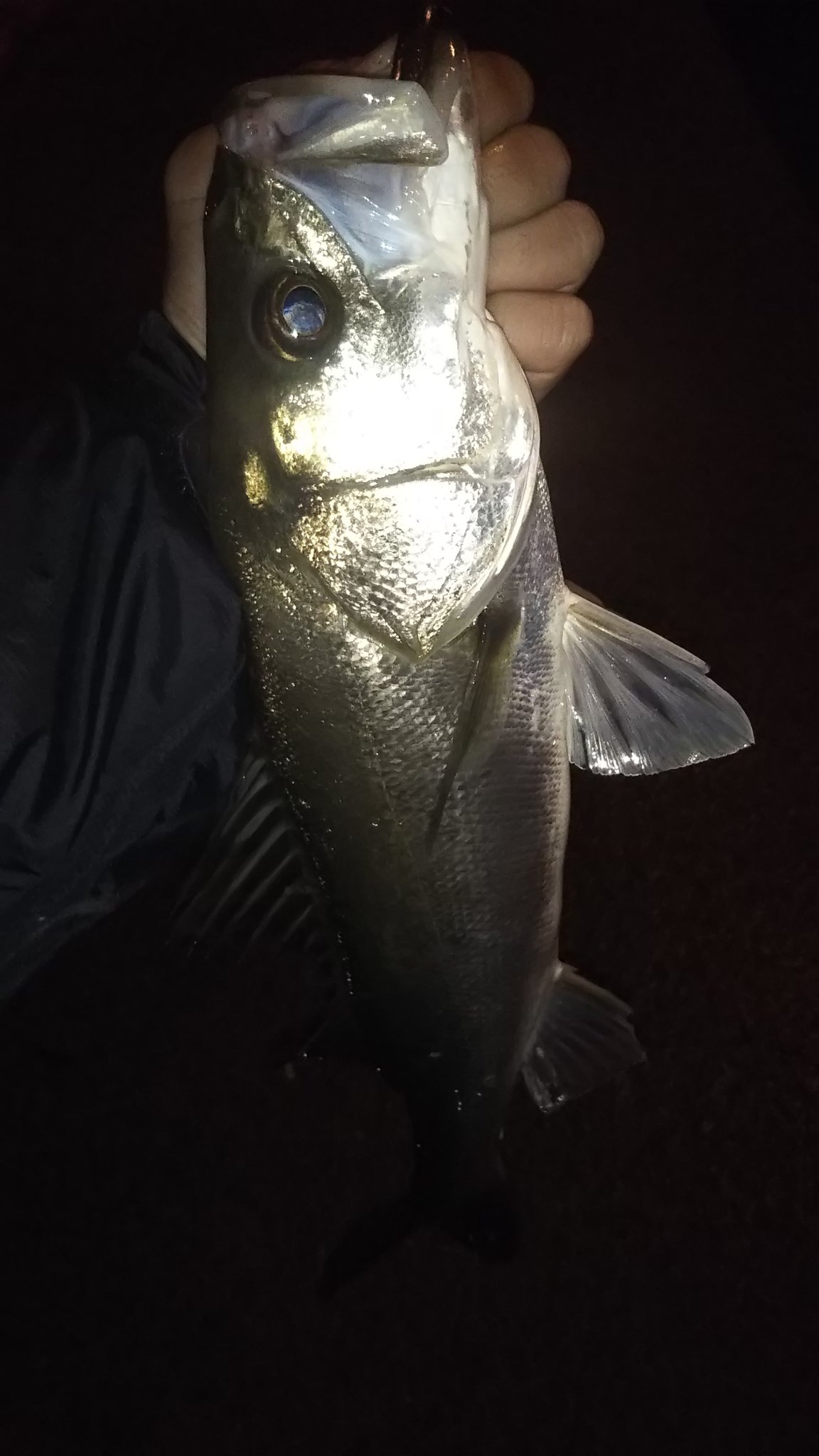 Dai 日曜日久しぶりの仲間と地元シーバスへ 蓄積した水は抜けたものの オイカワが出てきた為 魚の避難路で仲間とダラダラできる釣りで１人10匹前後 ダブルヒットもありで上げた活性には持続力はある 逃げる以外は食べるを再確認 どぶ川